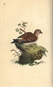 コマドリシギ（Carduelis cannabina）。エドワード・ドノヴァンがロンドンで出版された自作の「英国鳥類博物誌」から描いて彫った手彩色の銅版画。 作： Edward Donovan