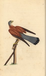 ケストレル（Falco tinnunculus）。エドワード・ドノバンがロンドンで出版した自作の「英国鳥類博物誌」から描いて彫った手彩色の銅版画。 作： Edward Donovan