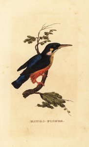 カワセミ（Alcedo atthis 作： Edward Donovan
