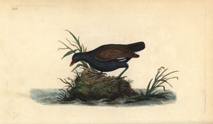 コモン・モーレン（Gallinula chloropus）。エドワード・ドノバンがロンドンで出版した自作の「英国鳥類博物誌」から描いて彫った手彩色の銅版画。