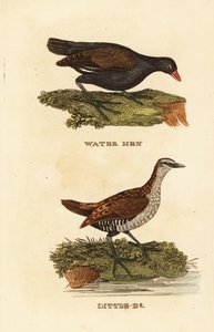 ムラサキウグイス（Gallinula chloropus）、スッポンガイ（Porzana porzana）。 作： Edward Donovan