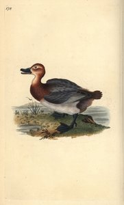コモン・ポチャード（赤頭鳩）Aythra ferina（雌）。エドワード・ドノバンがロンドンで出版した自作の「英国鳥類博物誌」から描いて彫った手彩色の銅版画。