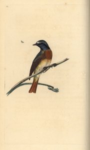 ジョウビタキ（Phoenicurus phoenicurus）。エドワード・ドノバンがロンドンで出版した自作の「英国鳥類博物誌」から描いて彫った手彩色の銅版画。 作： Edward Donovan