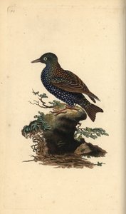 コムクドリ（Sturnus vulgaris）。エドワード・ドノバンがロンドンで出版した自作の「英国鳥類博物誌」から描いて彫った手彩色の銅版画。 作： Edward Donovan
