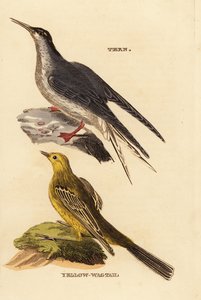 コアジサシ(Sterna hirundo)、キセキレイ(Motacilla flava) 作： Edward Donovan