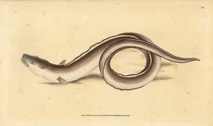 Conger eel, Muraena conger.エドワード・ドノバンがイギリスの魚類の自然史から描いて彫った手彩色の銅版画、ドノバンとF.C.とJ.リヴィントン、ロンドン 作： Edward Donovan