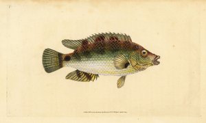 コウライシジミ、Symphodus melops（ゴールドフィニー、Labrus cornubius）。エドワード・ドノバンが、ロンドンのDonovan and F.C. and J. Rivington社の『Natural History of British Fishes』から、手書きで描いて彫った色付き銅版画。 作： Edward Donovan