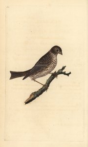 コーン・バンティング（Miliaria calandra）。エドワード・ドノバンがロンドンで出版された自作の「英国鳥類博物誌」から描いて彫った手彩色の銅版画。 作： Edward Donovan