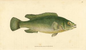 カッコウベラ、Labrus mixtus (Streaked wrasse, Labrus lineatus)。エドワード・ドノバンが、ロンドンのDonovan and F.C. and J. Rivington社の『Natural History of British Fishes』から手書きで描いて彫った色付き銅版画。 作： Edward Donovan