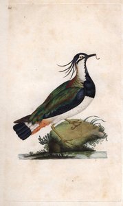 Cuppe Lapwingです。Vanellus vanellus（Tringa vanellus）。エドワード・ドノバン（1768-1837）による銅版画、『Natural History of British Birds』（ロンドン）に掲載。 作： Edward Donovan