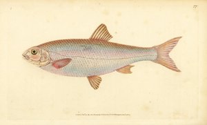 Dace, Leuciscus leuciscus (Cyprinus leuciscus).エドワード・ドノヴァンが、ロンドンのDonovan and F.C. and J. Rivington社の『Natural History of British Fishes』から描いて彫った手彩色の銅版画。 作： Edward Donovan