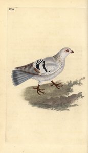 家禽のハト、Columba livia domestica。エドワード・ドノバンがロンドンで出版された自作の「英国鳥類自然史」から描いて彫った手彩色の銅版画。