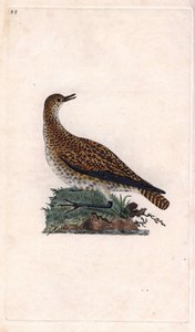 ドールチドリ。プルビアリス・アプリカリア（Charadrius pluvialis）。エドワード・ドノバン（1768-1837）による銅版画、『Natural History of British Birds』（ロンドン）に掲載。 作： Edward Donovan
