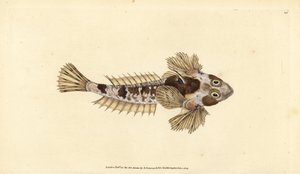 ドラゴネット、Callionymus lyra（ソーディッド・ドラゴネット、Callionymus dracunculus）。エドワード・ドノバンが、ロンドンのDonovan and F.C. and J. Rivington社の『Natural History of British Fishes』から、手書きで描いて彫った色付き銅版画。 作： Edward Donovan