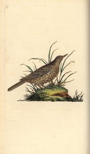Dusky lark, Pinarocorys nigricans.エドワード・ドノバンがロンドンで出版した「英国鳥類博物誌」から描いて彫った手彩色の銅版画。 作： Edward Donovan