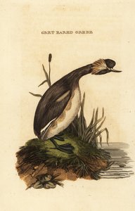 耳付きのカイツブリまたは角付きのカイツブリ、成鳥、Podiceps auritus