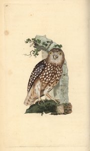 Eurasian Pygmy Owl, Glaucidium passerinum.エドワード・ドノバンがロンドンで出版した自作の「英国鳥類博物誌」から描いて彫った手彩色の銅版画。
