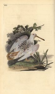 Eurasian foot-white woodcock, Scolopax rusticola.エドワード・ドノバンがロンドンで出版された自作の「英国鳥類博物誌」から描いて彫った手彩色の銅版画。 作： Edward Donovan