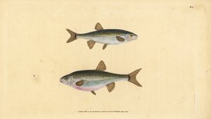 ユーラシア大陸のミノー、Phoxinus phoxinus（ミノウ、Cyprinus phoxinus）。エドワード・ドノバンが、ロンドンのDonovan and F.C. and J. Rivington社の『Natural History of British Fishes』から描いて彫った手彩色の銅版画。 作： Edward Donovan