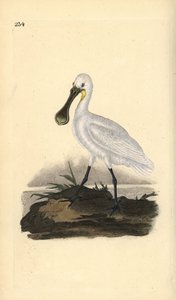 ユーラシア大陸のヘラサギ（Platalea leucorodia）。エドワード・ドノバンがロンドンで出版した自作の「英国鳥類博物誌」から描いて彫った手彩色の銅版画。 作： Edward Donovan