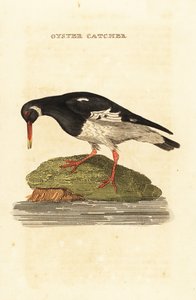 Eurasian oystercatcher, Haematopus ostralegus 作： Edward Donovan