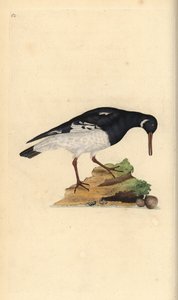Eurasian oystercatcher, Haematopus ostralegus.エドワード・ドノバンがロンドンで出版された自作の「英国鳥類博物誌」から描いて彫った手彩色の銅版画。 作： Edward Donovan