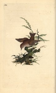 ミソサザイ、Tologodytes troglodytes。エドワード・ドノヴァンが自作の『英国鳥類博物誌』（1794-1819）から描いて彫った手彩色の銅版画。エドワード・ドノヴァン（1768-1837）は、アングロ・アイリッシュのアマチュア動物学者であり、作家、芸術家、彫刻家でもありました。 作： Edward Donovan
