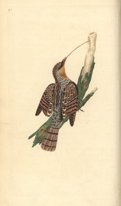 Eurasian wryneck, Jynx torquilla.エドワード・ドノバンがロンドンで出版した自作の「英国鳥類博物誌」から描いて彫った手彩色の銅版画。 作： Edward Donovan