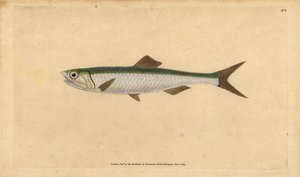 ヨーロッパカタクチイワシ、Engraulis encrasicolus（カタクチイワシ、Clupea encrasicolus）。エドワード・ドノバンが、ロンドンのDonovan and F.C. and J. Rivington社の『Natural History of British Fishes』から描いて彫った手彩色の銅版画。 作： Edward Donovan