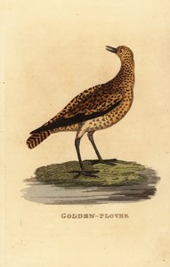 ヨーロッパのゴールデン・チドリ（Pluvialis apricaria）。 作： Edward Donovan