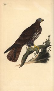 ヨーロッパのハニー・バザード（Pernis apivorus）。エドワード・ドノバンがロンドンで出版された自作の「英国鳥類自然史」から描いて彫った手彩色の銅版画 作： Edward Donovan