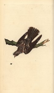 ヨーロピアン・ナイトジャー（Caprimulgus europaeus）。エドワード・ドノバンがロンドンで出版した自作の「英国鳥類博物誌」から描いて彫った手彩色の銅版画。 作： Edward Donovan