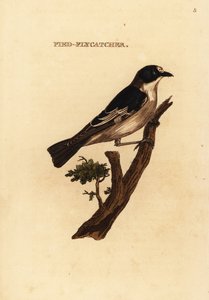 ヨーロッパのヒタキ、Ficedula hypoleuca 作： Edward Donovan