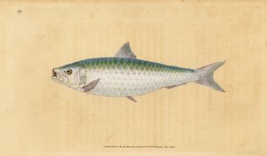 ヨーロッパのピルチャード、Sardina pilchardus（Pilchard, Clupea pilchardus）。エドワード・ドノバンが、ロンドンのDonovan and F.C. and J. Rivington社の『Natural History of British Fishes』から描いて彫った手彩色の銅版画。 作： Edward Donovan