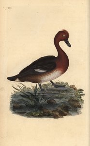 フェルギナス・ダック（Aythya nyroca）。エドワード・ドノヴァンが自作の『英国鳥類博物誌』（1794-1819）から描いて彫った手彩色の銅版画。エドワード・ドノヴァン（1768-1837）は、イギリス・アイルランドのアマチュア動物学者、作家、芸術家、彫刻家である。彼の作品は