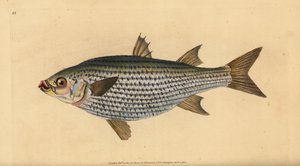 ヒラメ（Mugil cephalus）。エドワード・ドノバンが、ロンドンのDonovan and F.C. and J. Rivington社の『Natural History of British Fishes』から手描きで銅版画を作成したもの。 作： Edward Donovan