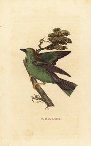 ガルルース・ローラーまたはヨーロッパ・ローラー、Coracias garrulus 作： Edward Donovan