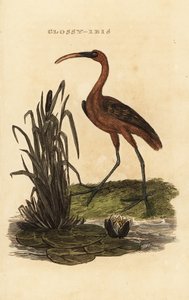 光沢のあるトキ、Plegadis falcinellus 作： Edward Donovan