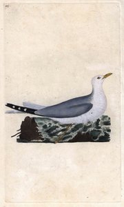 Goeland ash。Larus canus.エドワード・ドノヴァン(1768-1837)による銅版画、Histoire naturelle des oiseaux britanniques, Londonに掲載。 作： Edward Donovan