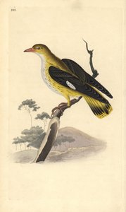 ゴールデン・オリオール（雌）、Oriolus oriolus。エドワード・ドノバンがロンドンで出版した自作の「英国鳥類博物誌」から描いて彫った手彩色の銅版画。