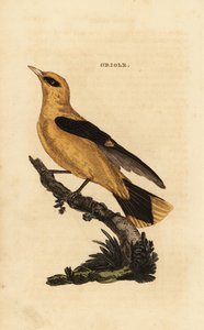 金色のオリオール、Oriolus oriolus