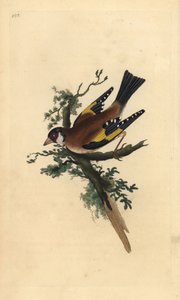 ゴールドフィンチ（Carduelis carduelis）。エドワード・ドノバンがロンドンで出版した「英国鳥類博物誌」から描いて彫った手彩色の銅版画。