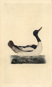 グーザンダー（Mergus merganser）。エドワード・ドノバンがロンドンで出版した自作の「英国鳥類博物誌」から描いて彫った手彩色の銅版画。 作： Edward Donovan