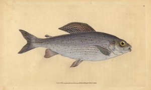 グレイリング、Thymallus thymallus（Salmo thymallus）。エドワード・ドノバンが、ロンドンのDonovan and F.C. and J. Rivington社の『Natural History of British Fishes』から手書きで描いて彫った色付き銅版画。 作： Edward Donovan