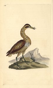 グレート・ビッタン（Botaurus stellaris）。エドワード・ドノバンがロンドンの「英国鳥類博物誌」から描いて彫った手彩色の銅版画。 作： Edward Donovan
