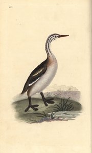 グレート・カンムリ・グレイブ（Podiceps cristatus）。エドワード・ドノバンがロンドンで出版された自作の「英国鳥類自然史」から描いて彫った手彩色の銅版画 作： Edward Donovan