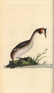 グレート・カンムリ・グレイブ（Podiceps cristatus）。エドワード・ドノバンがロンドンで出版された自作の「英国鳥類自然史」から描いて彫った手彩色の銅版画 作： Edward Donovan