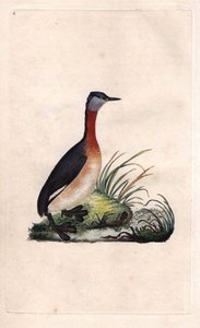 鳰の元気な姿。Podiceps grisegena（Podiceps ruficollis）。エドワード・ドノヴァン（1768-1837）による銅版画、Histoire naturelle des oiseaux britanniques, Londonに掲載されたもの。