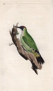 アオゲラ。Picus viridis.エドワード・ドノヴァン(1768-1837)による銅版画、Histoire naturelle des oiseaux britanniques, Londonに掲載。 作： Edward Donovan