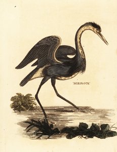 アオサギ、Ardea cinerea 作： Edward Donovan